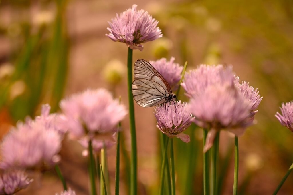 summer, onion, blooms, nature, butterfly, cabbage butterfly