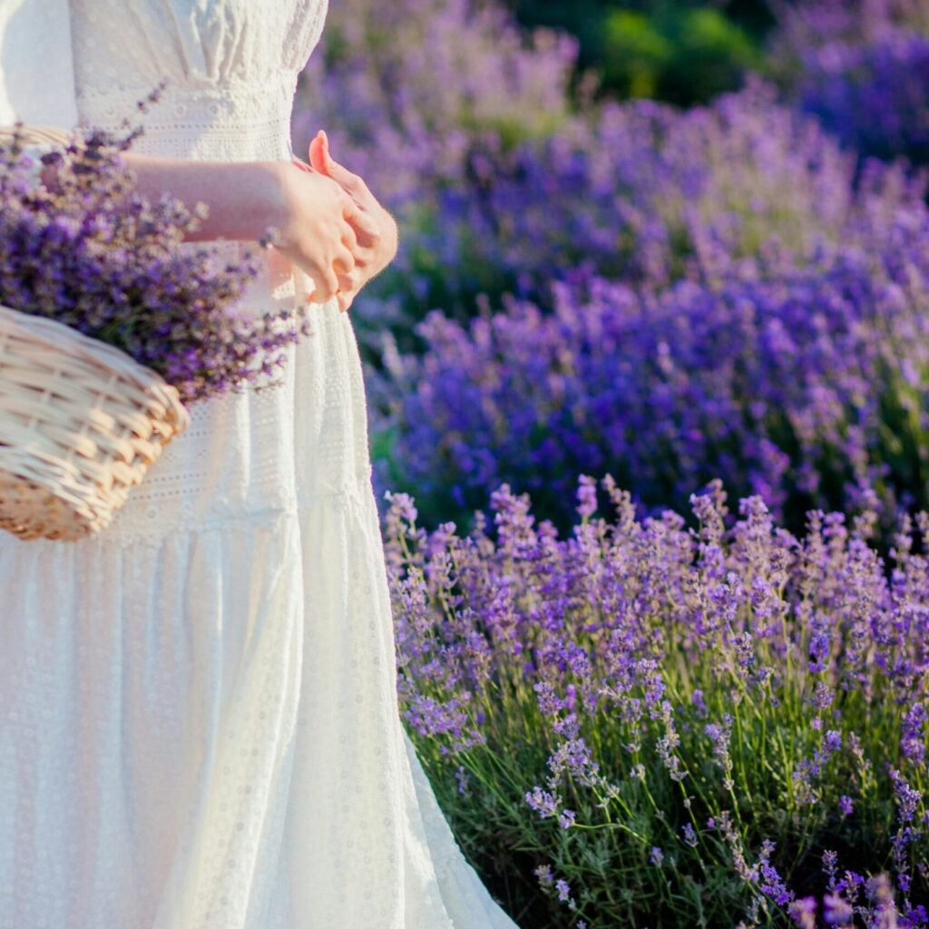 Elegant scene of a woman holding a basket of lavender in a sunlit lavender field.