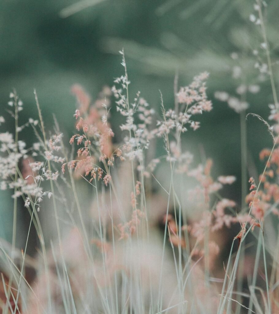 A tranquil meadow featuring delicate grasses in soft, dreamy focus, perfect for nature-themed backgrounds.