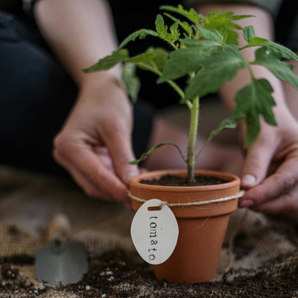 Close-up of a person planting a tomato seedling in a pot, focusing on organic gardening practices.