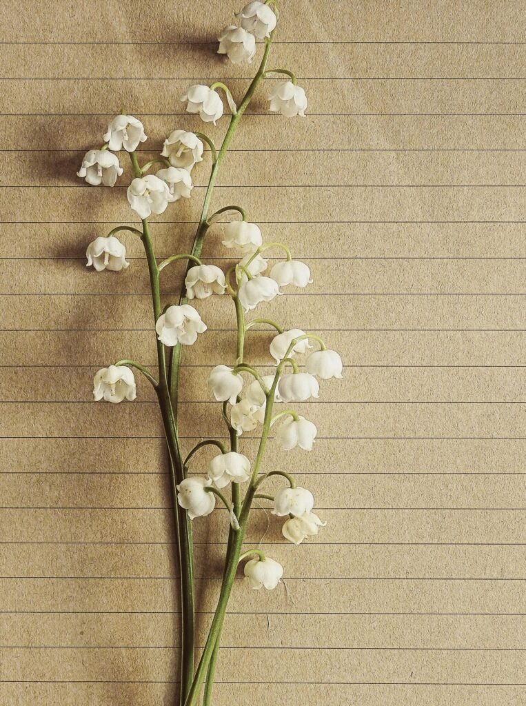Delicate lily of the valley flowers arranged on textured paper, showcasing elegance and natural beauty.